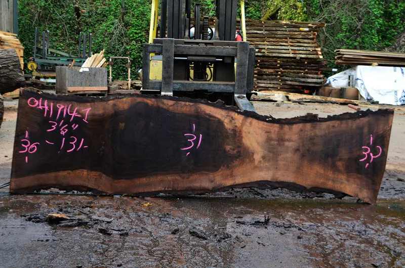 Oregon Black Walnut Slab 041914-01