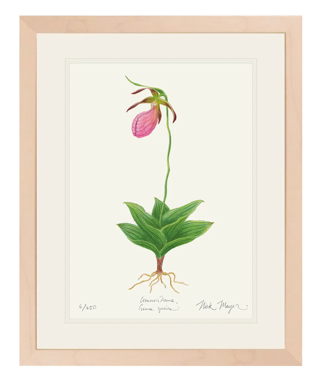 Pink Lady's Slipper Wildflower Original Watercolor Painting