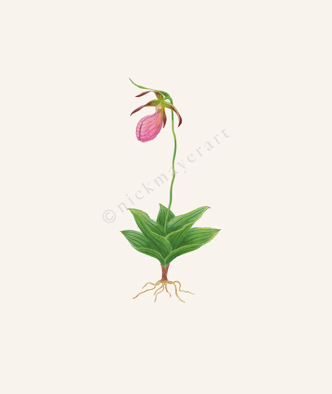 Pink Lady's Slipper Wildflower Original Watercolor Painting