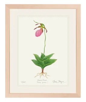 Pink Lady's Slipper Wildflower Original Watercolor Painting